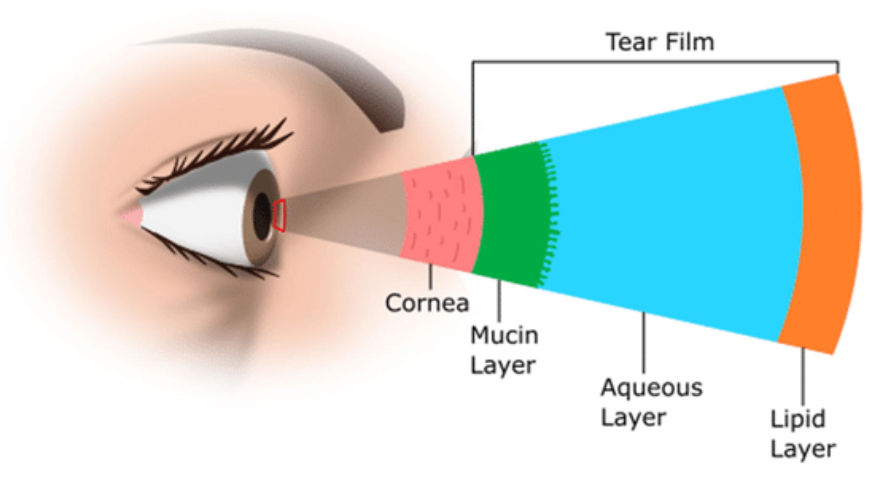 Components Of A Tear Film MyDryEye Space